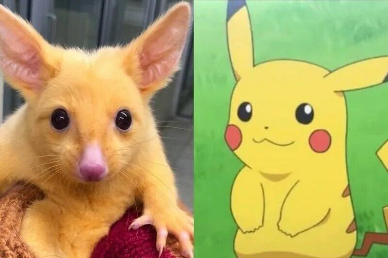 Как выглядит пикачу в жизни DETECTIVE PIKACHU (OFFICIAL SOUNDTRACK) POKEMON MASTERS GOOD VIBES on Spotif