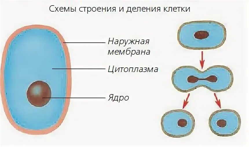 Как размножается клетка 6 класс биология. Строение и деление клетки 5 класс биология. схема деления клетки 5 класс биология. схема строения и деления клетки 5 класс биология. схема размножения клеток.