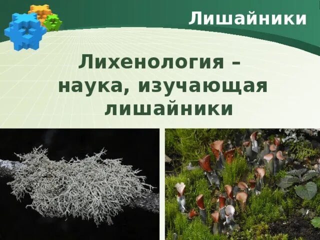 Какую среду обитания освоил лишайник. Наука изучающая лишайники. Лихенология наука о лишайниках. Лихенология это наука изучающая. Лихенология это наука.