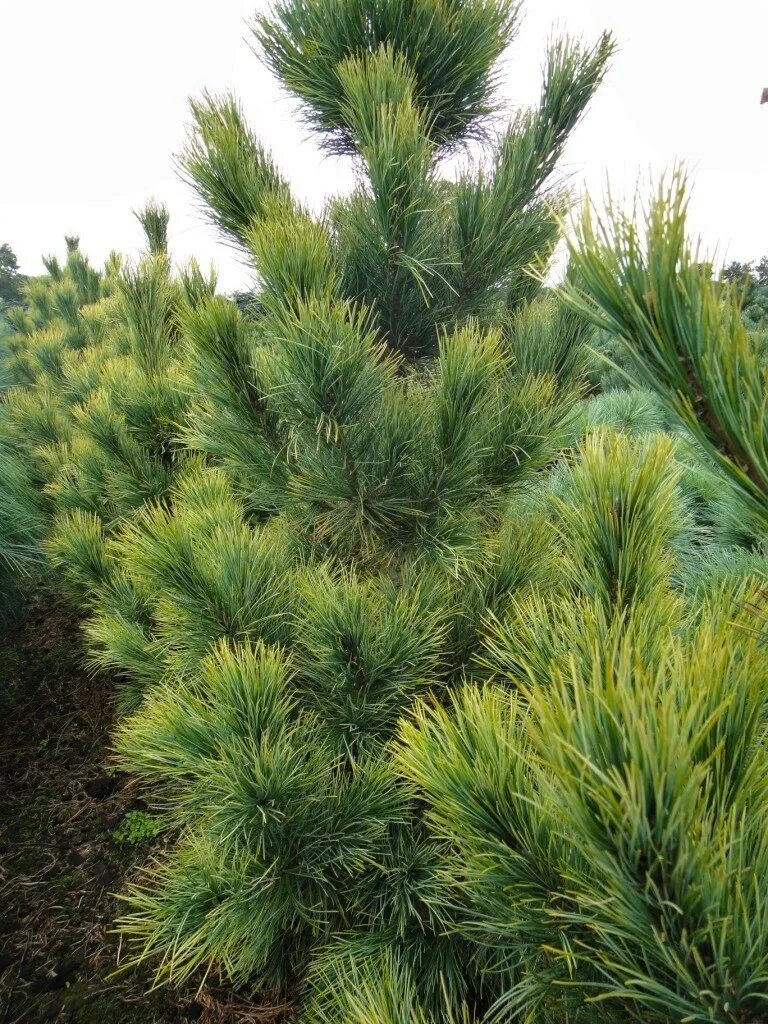 Светло хвойные. Сосна Кедровая Ауреа. Сосна Pinus Cembra. Pinus Cembra Aurea. Сосна Кедровая Pinus Cembra.