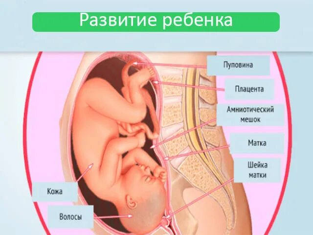 Девочки 37 недель