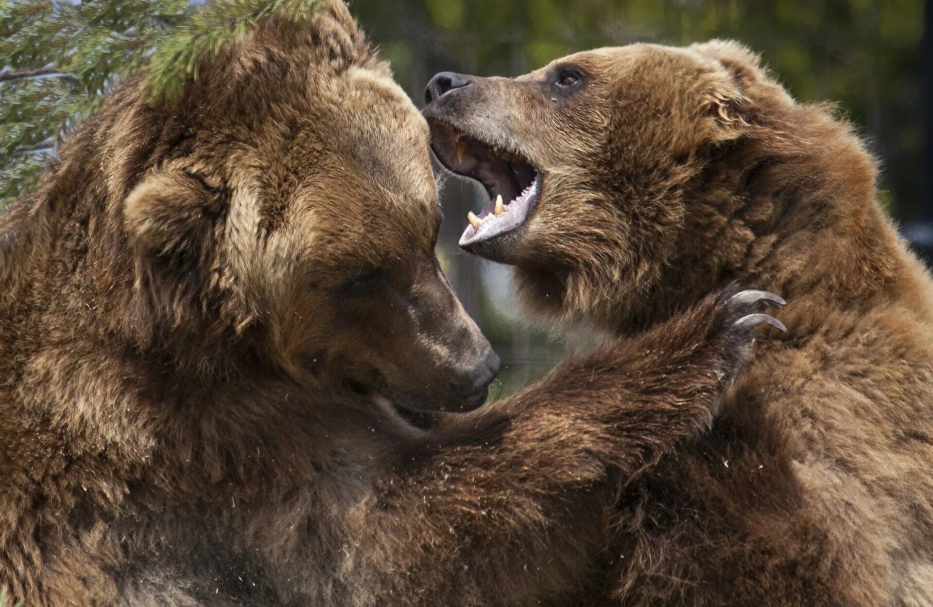 Медведь Гризли против бурого медведя. Бурый медведь против Гризли. Медведь Гризли с медвежатами. Бурый медведь драка.