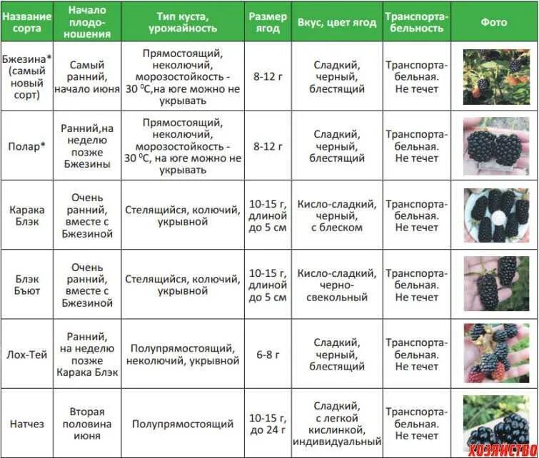 Список сортов