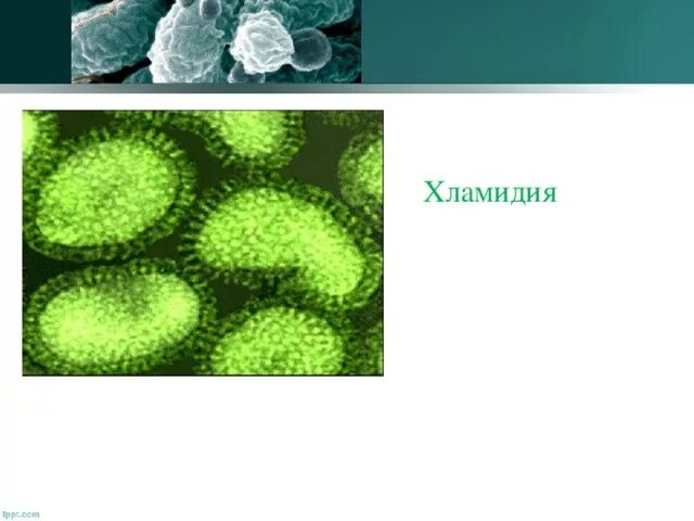 Chlamydia trachomatis