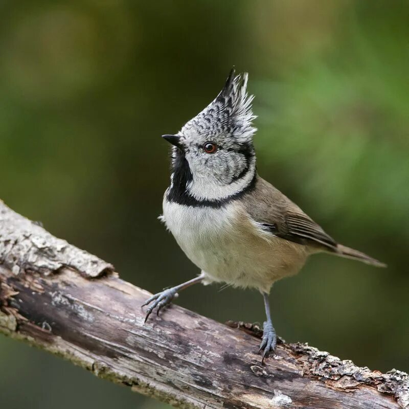 птица мозгоклюйка. фото птички мозгоклюйки. мозгоклюйка. птичка мозгоклюйка. чокнутая птица.