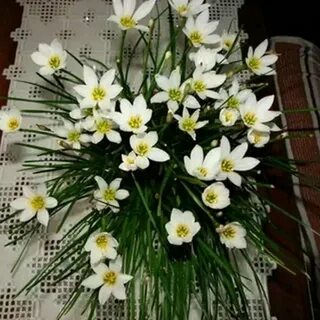 Как сохранить зимой зефирантус цветок