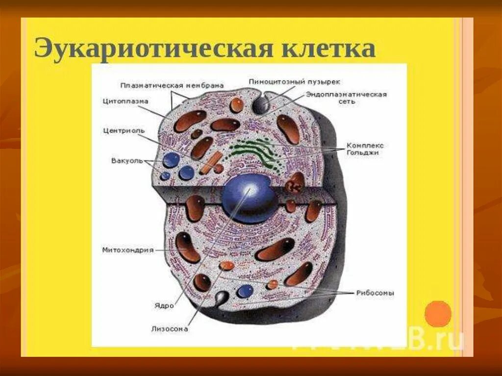 Строение клетки эукариот рисунок. Строение животной клетки эукариот. Морфология эукариотической клетки. Строение цитоплазмы клетки эукариот. В т м клетки