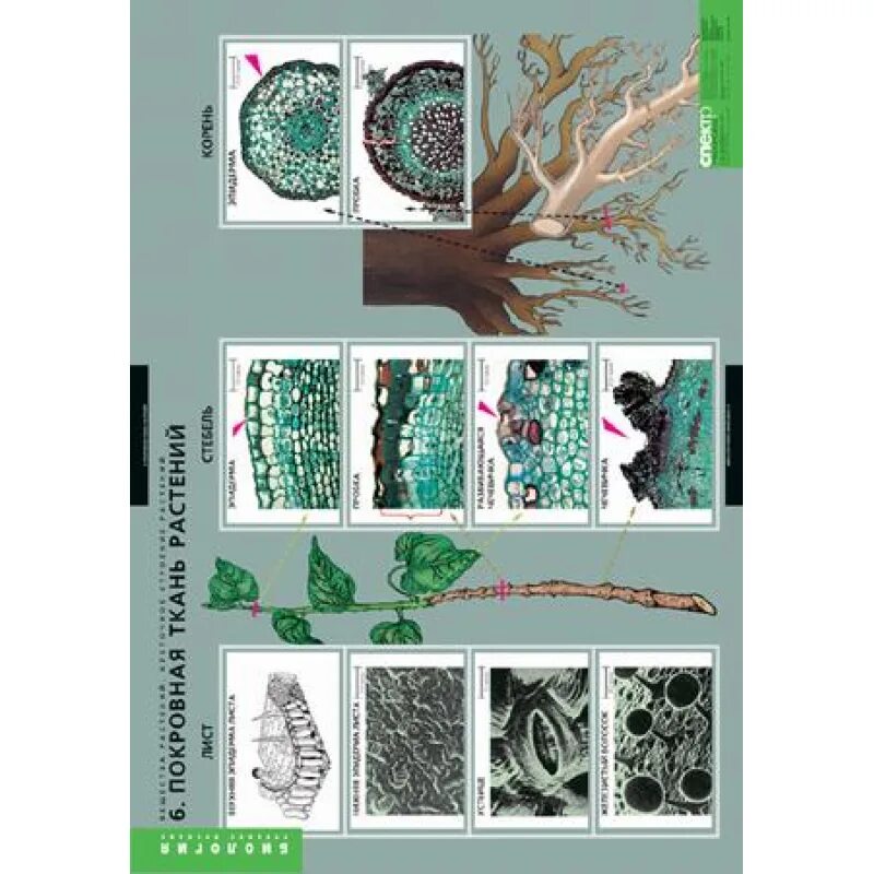 Соединения растительных клеток. Комплект таблиц «вещества растений. Клеточное строение» (12 таблиц). Запасные вещества растительной клетки. Запасные питательные вещества в клетках растений. Вещества растений клеточное строение 12 таблиц.