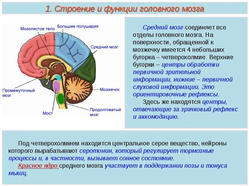 Какие отделы головного мозга выделяют. Функции отделов головного мозга анатомия. Функции основных отделов головного мозга. Головной мозг его структура и функции. Функции отделов головного мозга рисунок.