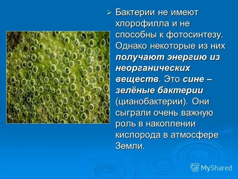 Организмы не способные к активному. Цианобактерия хлорофилл. Цианобактерии фотосинтезируют. Пигменты цианобактерий хлорофилл. Содержится ли у цианобактерий хлорофилл.