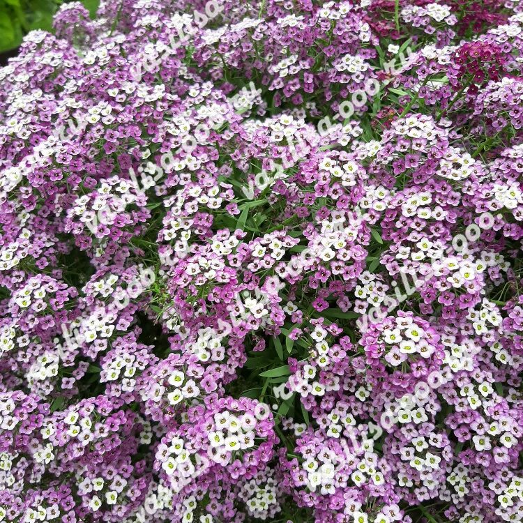 Алиссум многолетний. Алиссум мэджик циклес микс. Лобулярия семена. Лобулярия гавриш. Алиссум лобулярия.