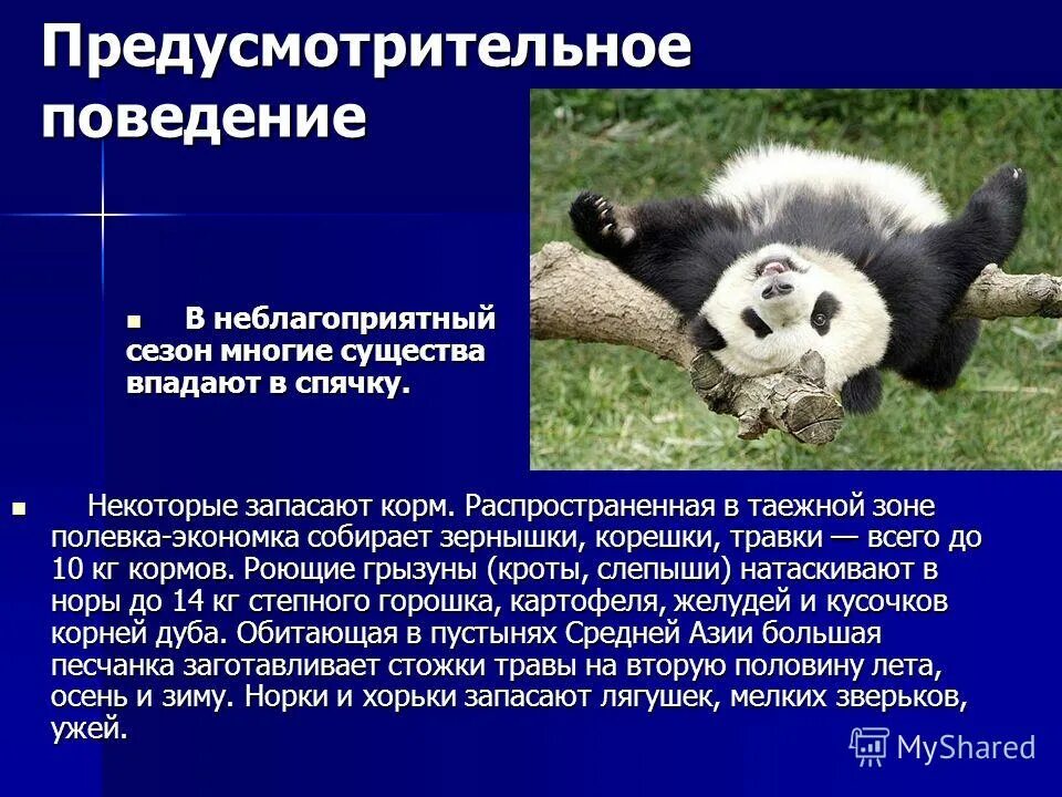 Формы поведения животных. По поведению некоторых животных люди могут определять. Профилактика моббинга в организации. Животные предсказатели землетрясений. Моббинг на работе.