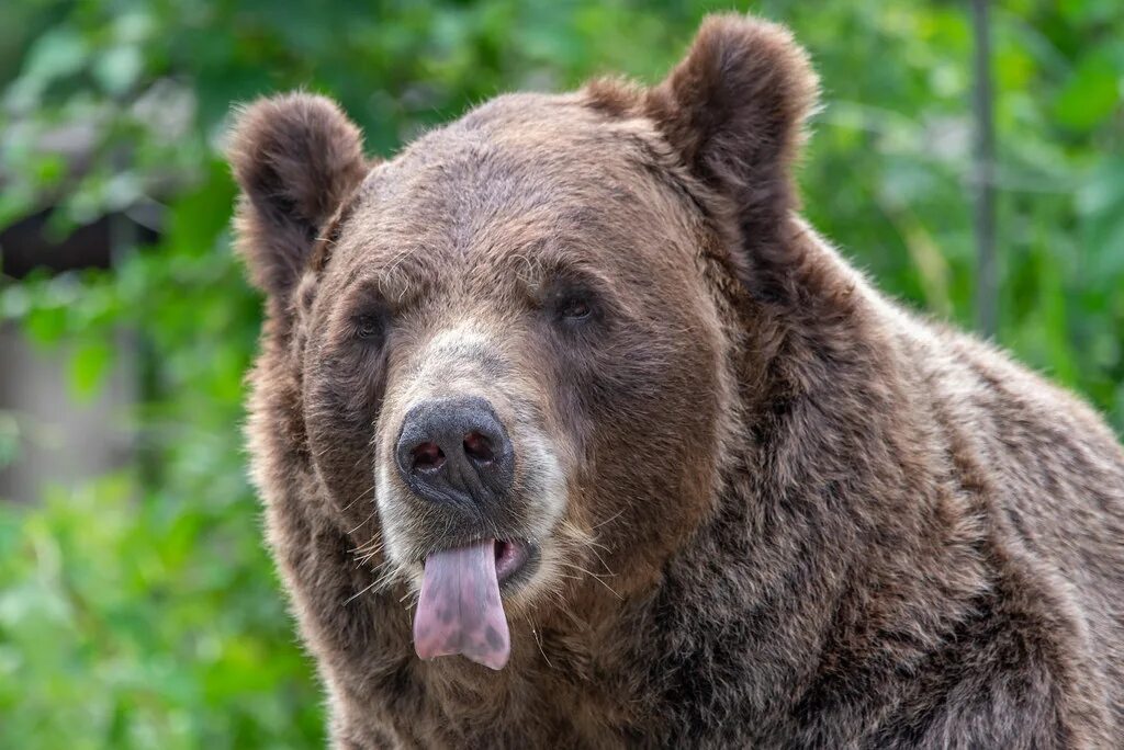 Bear s eye. Бурый медведь. Сибирский бурый медведь. Зеленый медведь. Морда медведя.