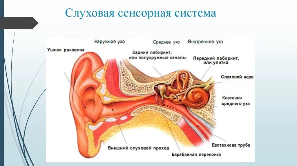 Чувствительные уши к звукам. Слуховая сенсорная система физиология отделы. Слуховая сенсорная система состоит из 3 отделов. Слуховая сенсорная система. Вестибулярный аппарат (орган равновесия. Строение слухового анализатора отделы.