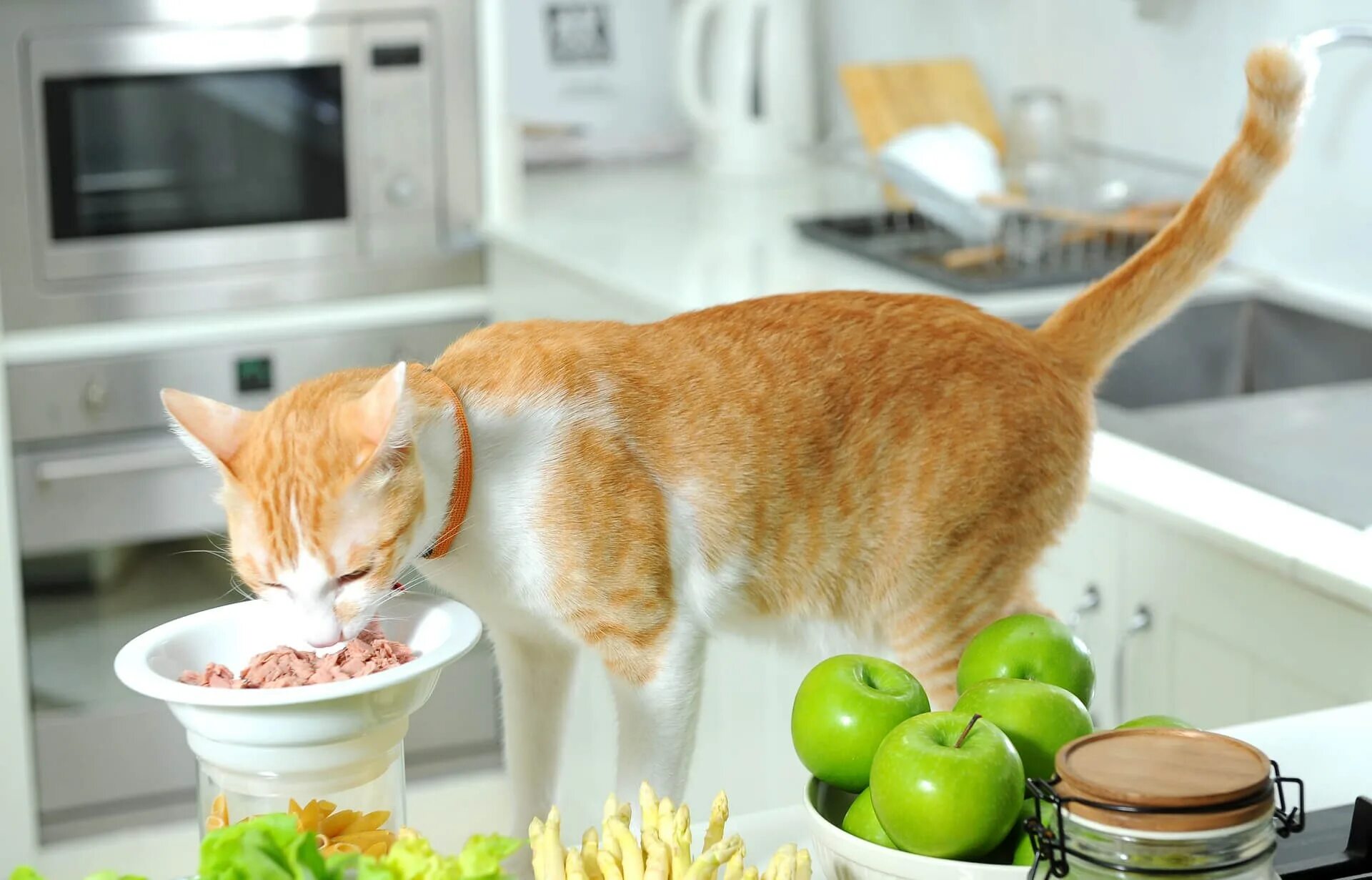 Cats kitchen. Кошка кушает. Котик с едой. Еда для кошек. Котик на кухне.