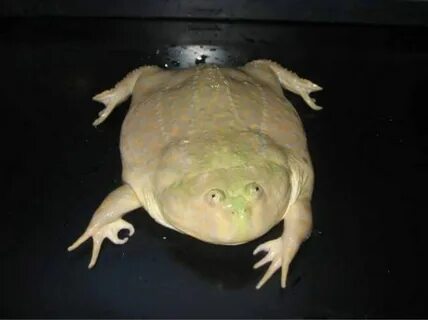 Тучный жаб ютуб