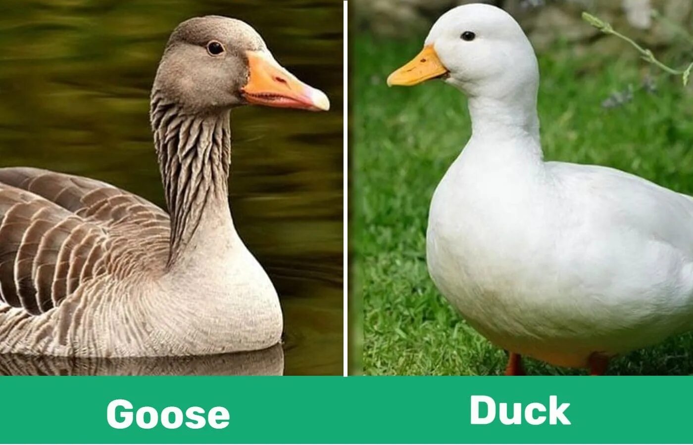 Goose Goose Duck. Goose vs Duck. Goose gosse Duck. Гус Гус дак роли.