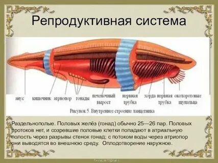 Репродуктивная система червей
