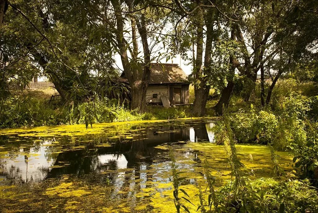 Заросший пруд в деревне. Заброшенный пруд в лесу. Ленинка деревня пруд. Пруд отстойник алмалык. Бурин заброшенный пруд.