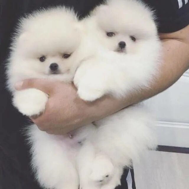 Белых шпицов