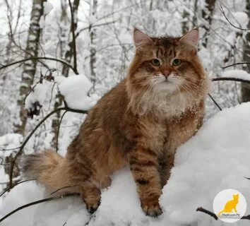 Сибиряк животное