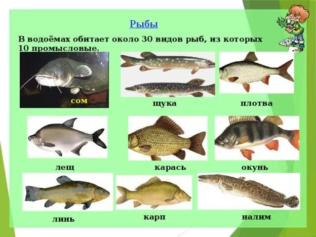 Какая рыба водится в каме