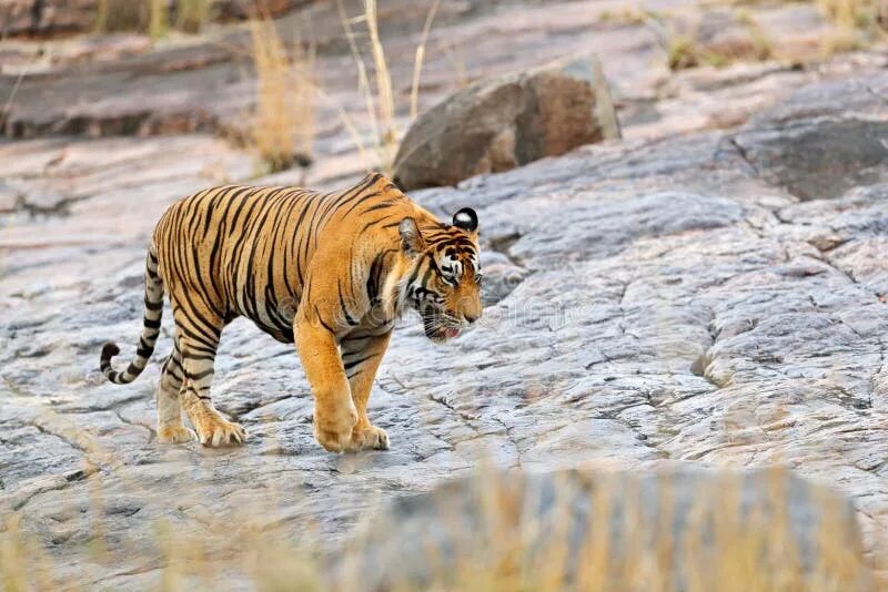 Wildlife in danger. Тигр шагает. Бенгальский тигр Индия. Шагающий тигр образ. Male Tiger walk.