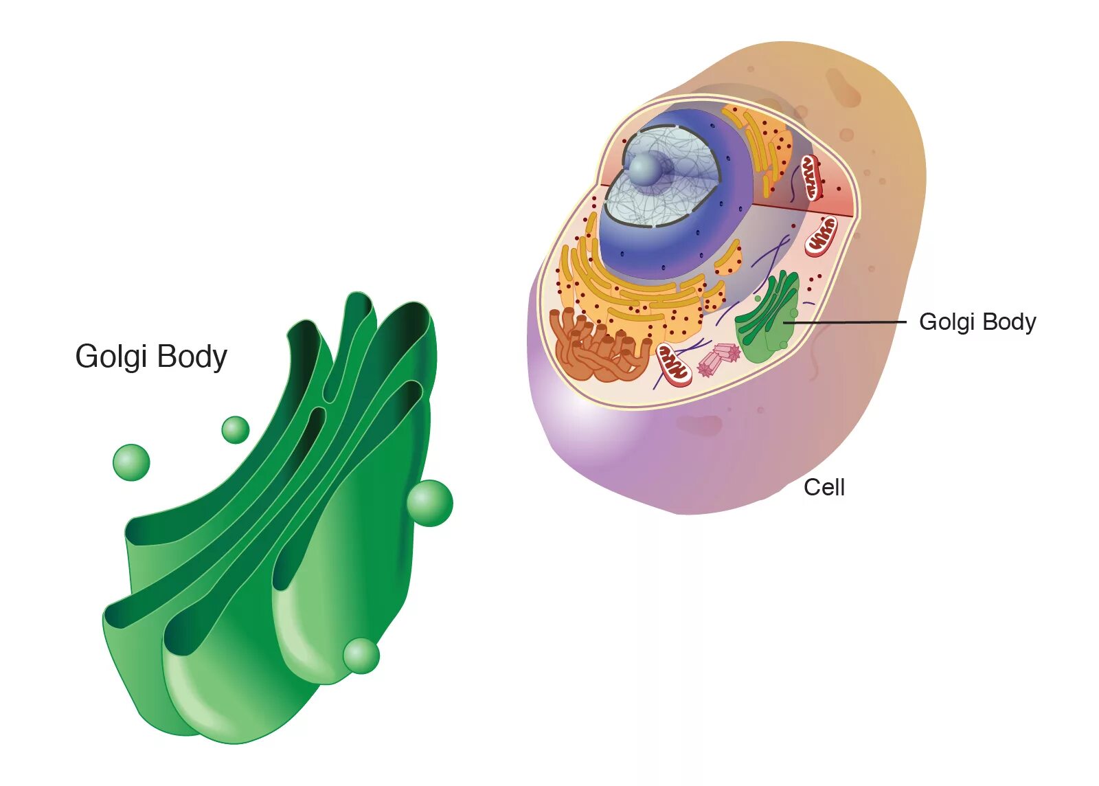 Golgi Complex. Golgi apparatus. Аппарат Гольджи. Аппарат Гольджи 3д модель. Пластинчатый комплекс