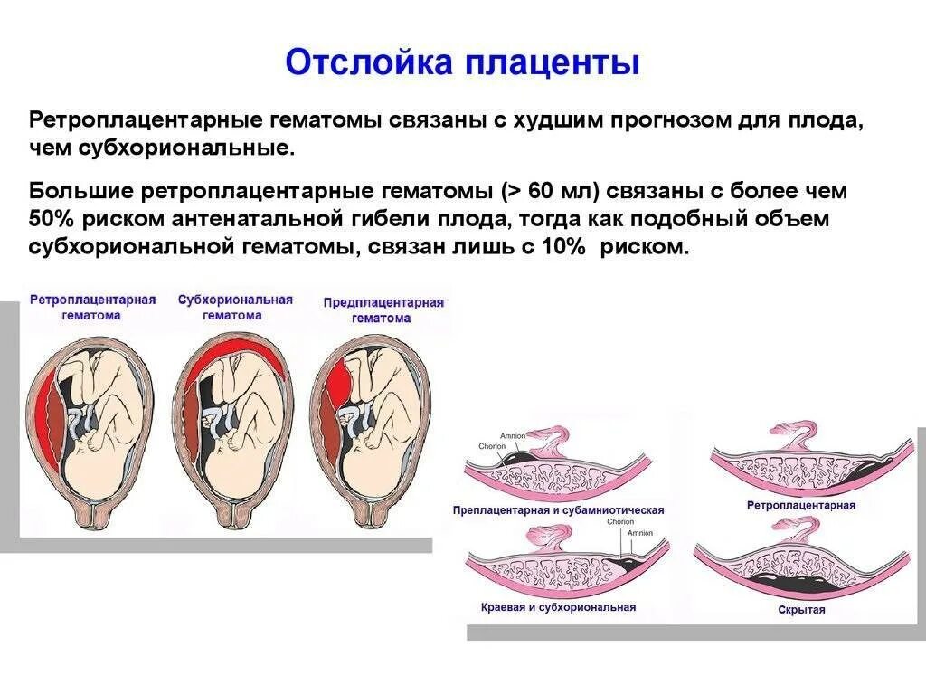 Элементы плода