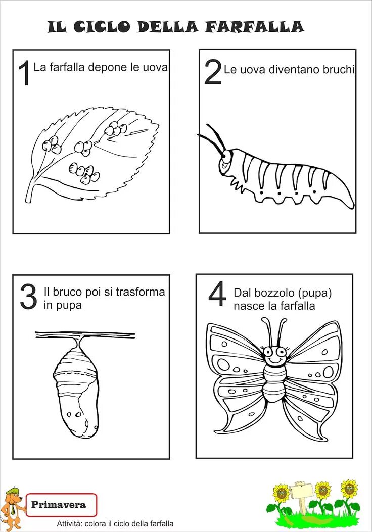 Развитие бабочки схема. Цикл развития бабочки схема. Цикл развития бабочки для детей. Жизненный цикл бабочки для дошкольников. Схема превращения бабочки.