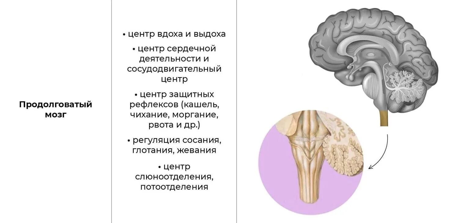 Кашлевой центр в головном мозге. Отдел мозга отвечающий за кашель. Чихание отдел мозга. Центр кашля в мозге.