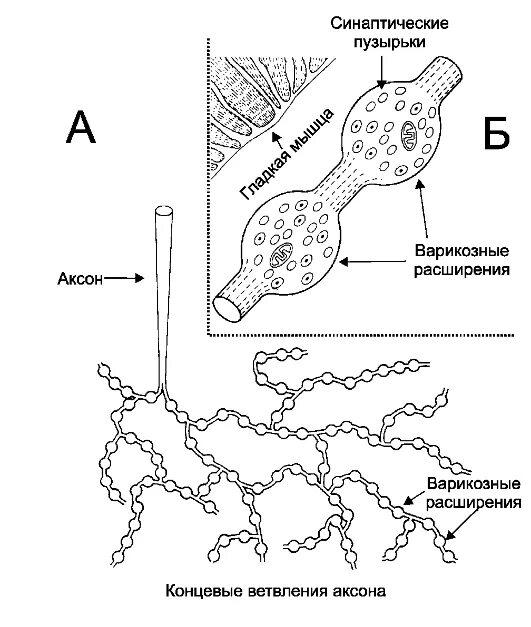 Синаптические пузырьки. Варикозные расширения аксона. Варикозы аксона. Варикозные расширения нейронов. Синаптическое расширение.
