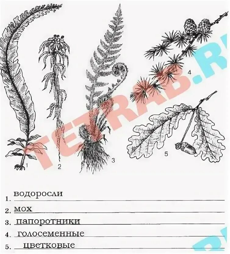 Систематические группы водорослей