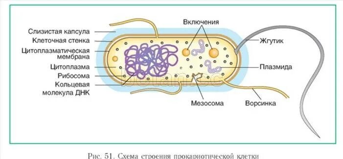 Оболочка прокариотов