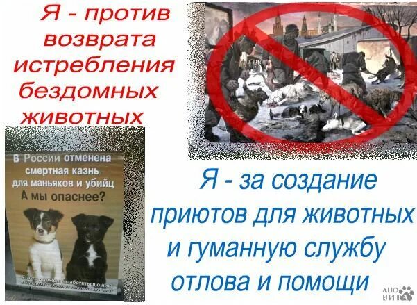 Покормить бездомных животных. Закон о запрете кормления бездомных животных. Покорми бездомное животное. Постановление о запрете кормления бездомных животных волгоград. Случаи с бездомными животными.