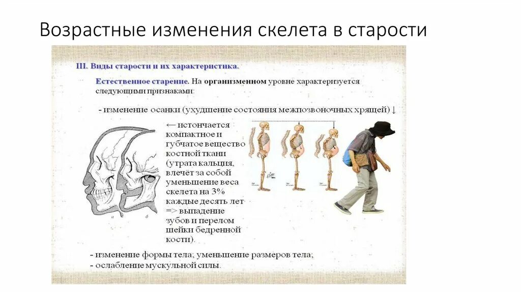 Изменение скелета. Возрастные изменения скелета туловища. возрастные изменения скелета таблица. возрастные особенности изменения скелета. возрастные изменения скелета туловища черепа конечностей.