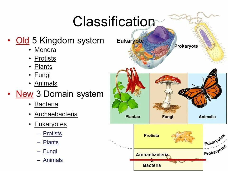 Classification system