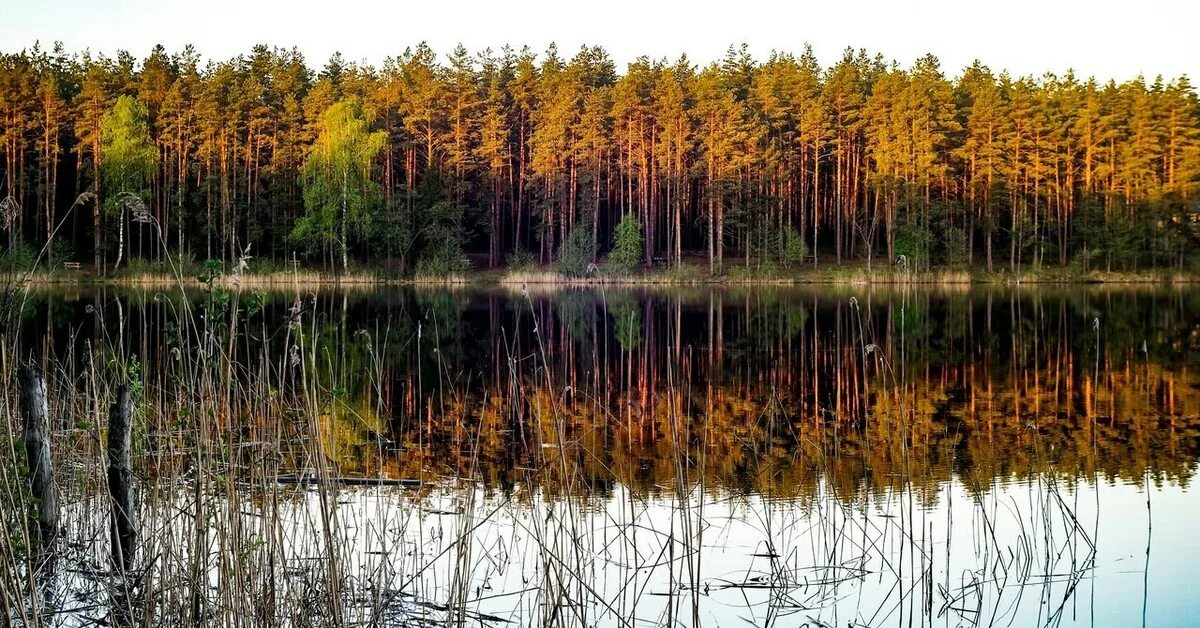 Мещера клепики