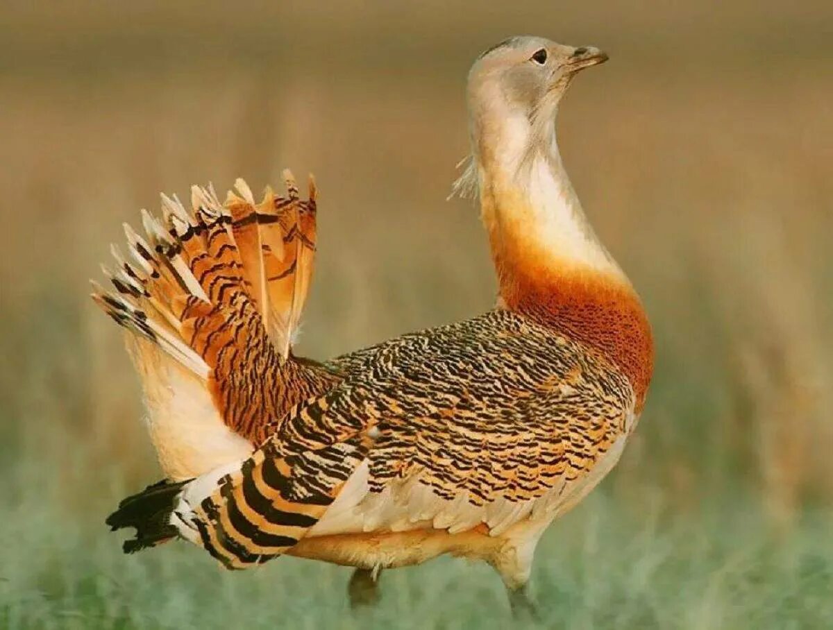 Дрофа дудак. Дрофа степная птица. Степная дрофа дудак. Дрофа (otis tarda). Дрофа дудак.