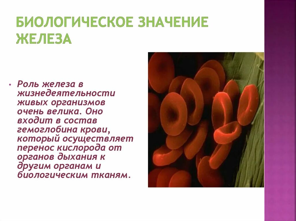 Роль элемента железа в организме. Биологическая роль железа в организме. Железо биологическое значение. Роль железа в живых организмах. Роль железа в процессах жизнедеятельности.