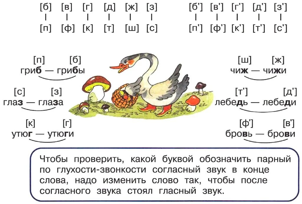 Парный по глухости звонкости согласный звук. Слова с парными по глухости-звонкости согласным звуком. Парные слова по глухости-звонкости согласного звука. Парный по глухости звонкости согласный звук 2 класс. Слоги слова лебедь