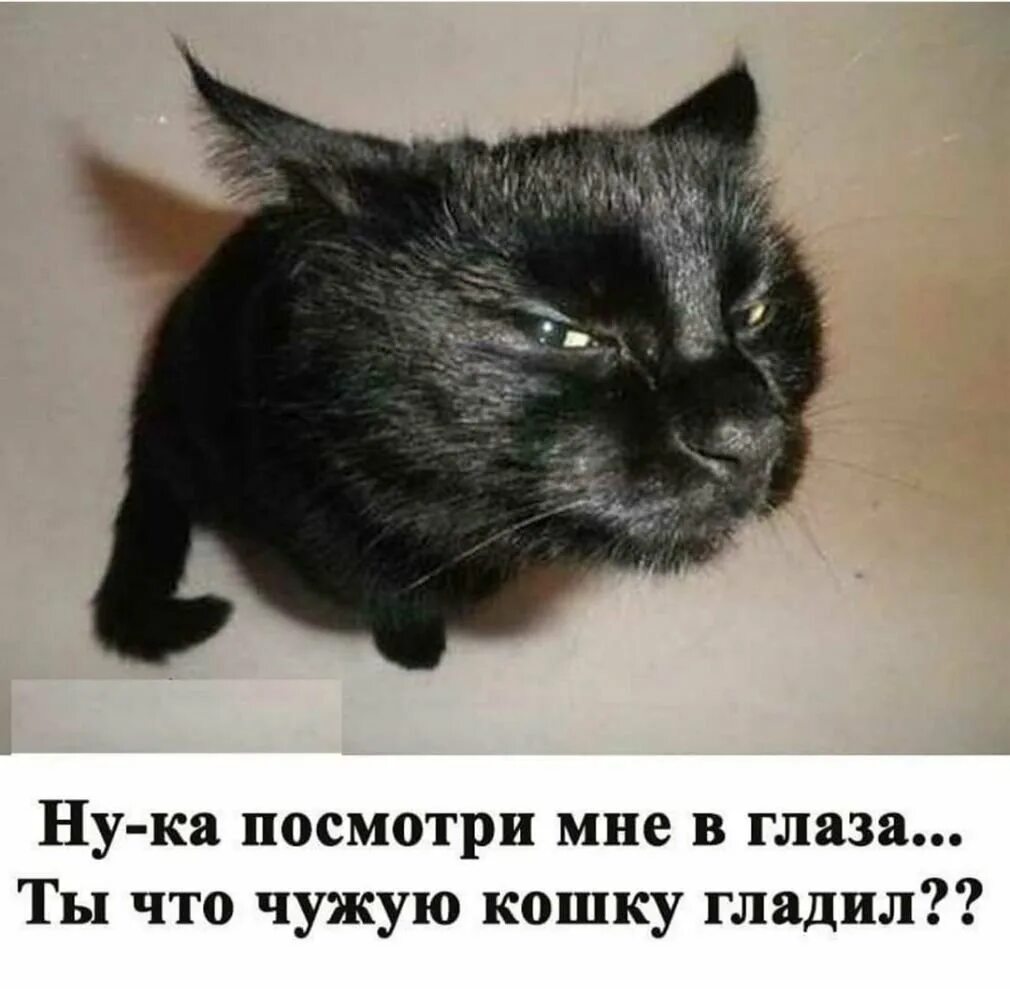 Кот подозрительно смотрит. Кот подозревает. подозрительный взгляд кота. хитрый взгляд кота. мемы с черными котами.