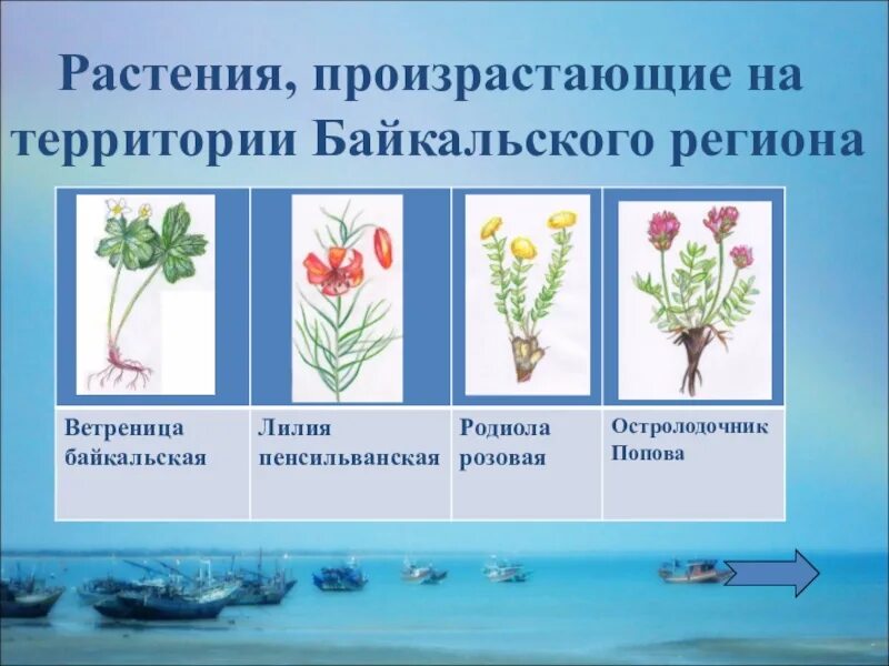 Тема недели растительный мир прибайкалья. Растительный мир прибайкалья подготовительная группа. Растительный мир прибайкалья. Растительный мир прибайкалья подготовительная группа. Растительный мир прибайкалья подготовительная группа.