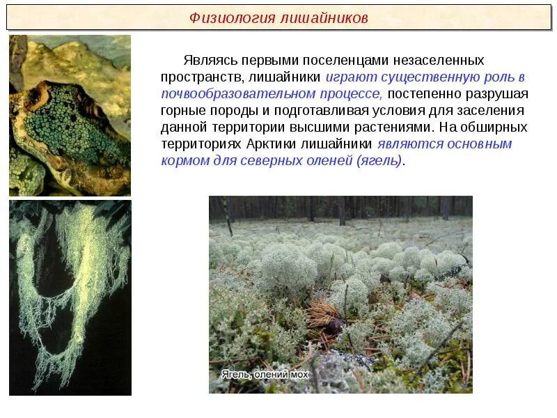 Специалисты по лишайникам давно ведут дискуссию