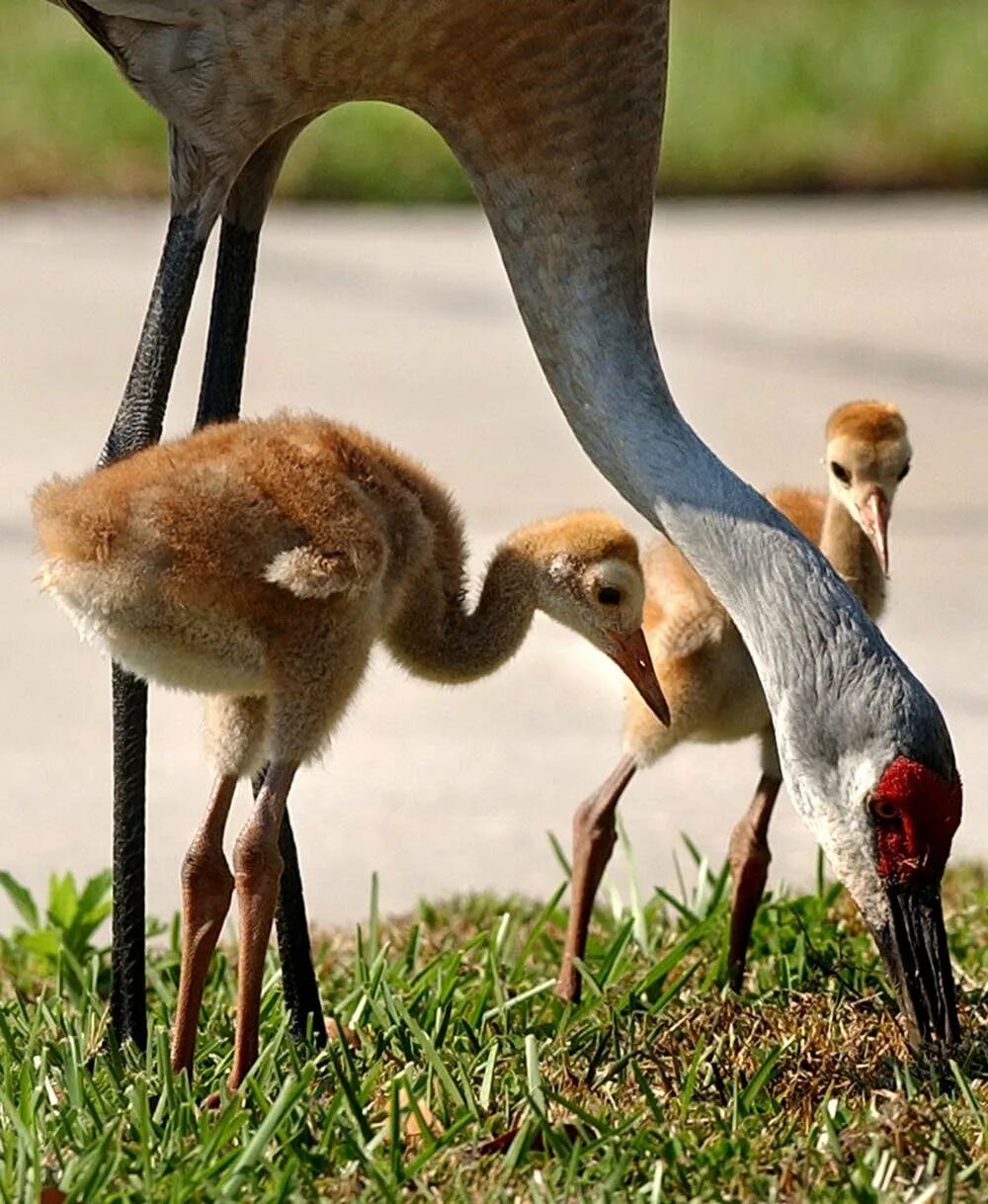 Длинноногие птицы. Африканская птица марабу. Серая цапля. Птенцы длинноногих птиц. Птица лысый ибис.