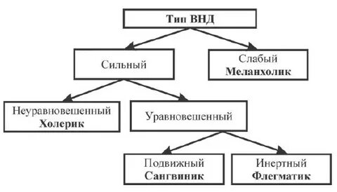Сангвиник сильный уравновешенный инертный