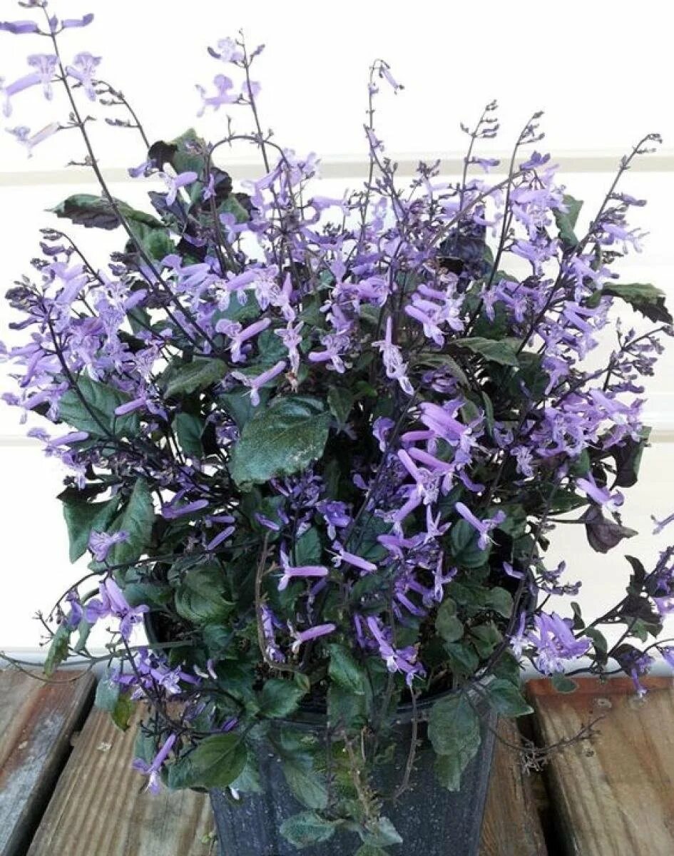 Плектрантус мона. Плектрантус мона лаванда. Плектрантус "мона лавандер" - 100. Плектрантус лавандер. Плектрантус лавандер.