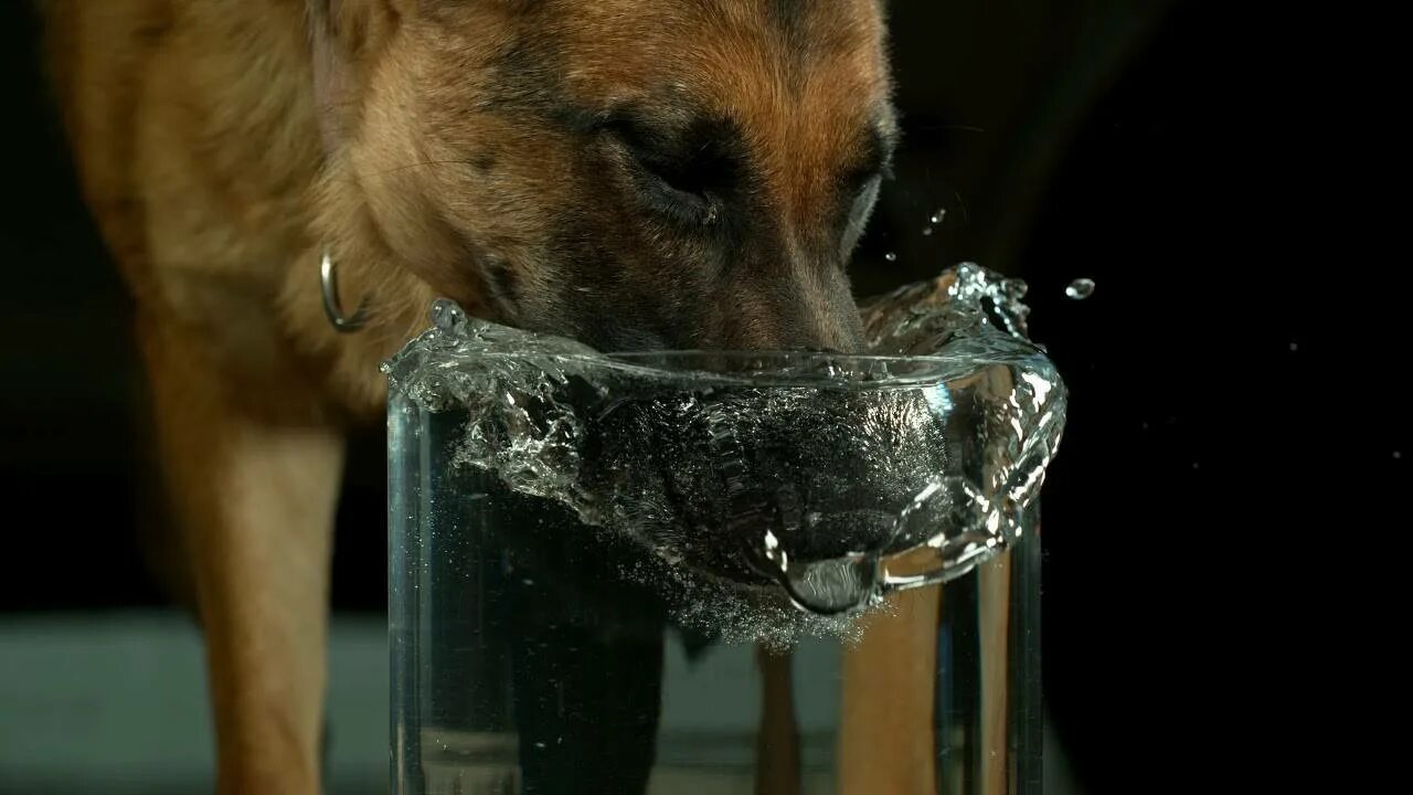 Собака пьет и рвет. Собаки в замедленной съемке. Собака пьет. Собака пьет воду. Собака пьет воду из миски.