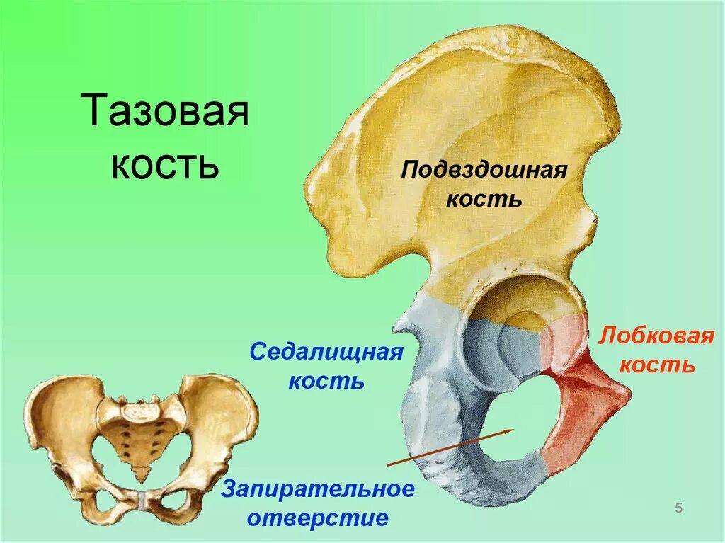 Три тазовые кости. Тазовый пояс седалищная кость. Строение таза подвздошная кость. Таз анатомия строение седалищная кость. Подвздошная кость лобковая кость седалищная кость.