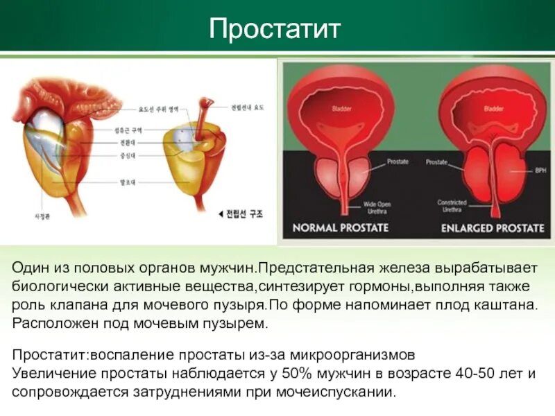 Предстательная железа функции у мужчин. Простатит половых органов. Гормоны предстательной железы. Простата важность.